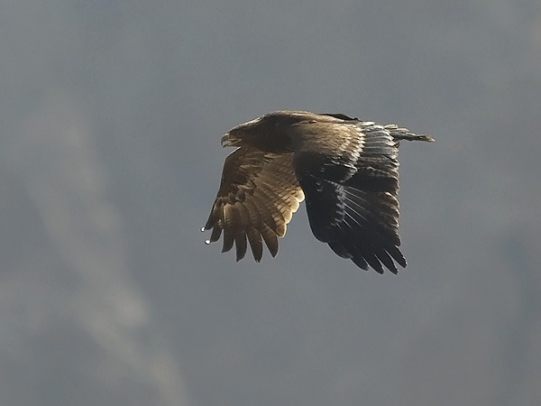Pikkukiljukotka, Lesser Spotted Eagle, Clanga pomarina